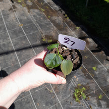 Load image into Gallery viewer, #27 Philodendron Lupinum