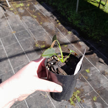 Load image into Gallery viewer, #27 Philodendron Lupinum