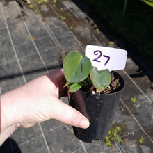 Load image into Gallery viewer, #27 Philodendron Lupinum