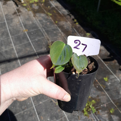 #27 Philodendron Lupinum