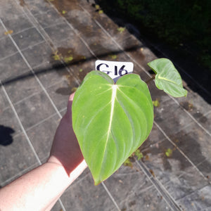 #G16 Philodendron Gloriosum