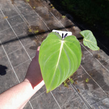 Load image into Gallery viewer, #G16 Philodendron Gloriosum
