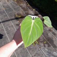 Load image into Gallery viewer, #G16 Philodendron Gloriosum