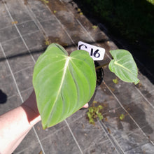 Load image into Gallery viewer, #G16 Philodendron Gloriosum