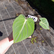 Load image into Gallery viewer, #G16 Philodendron Gloriosum