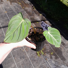Load image into Gallery viewer, #G16 Philodendron Gloriosum
