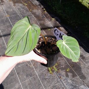 #G16 Philodendron Gloriosum