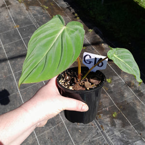 #G16 Philodendron Gloriosum