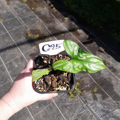 #G25 Cercestis Mirabilis