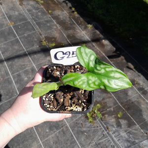 #G25 Cercestis Mirabilis