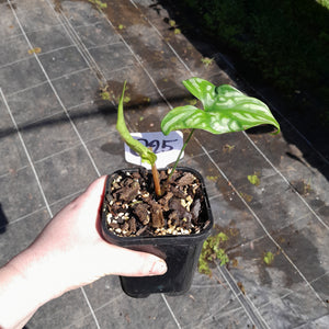 #G25 Cercestis Mirabilis