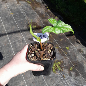 #G25 Cercestis Mirabilis