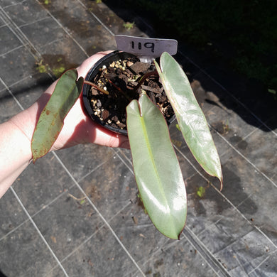 #119 Philodendron Atabapoense