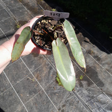 Load image into Gallery viewer, #119 Philodendron Atabapoense