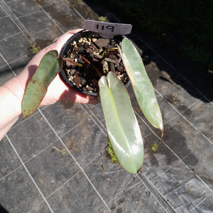#119 Philodendron Atabapoense