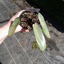 Load image into Gallery viewer, #119 Philodendron Atabapoense