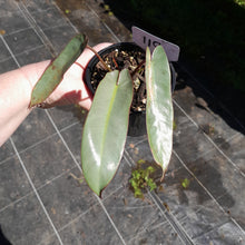 Load image into Gallery viewer, #119 Philodendron Atabapoense