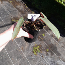 Load image into Gallery viewer, #119 Philodendron Atabapoense