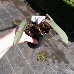 #119 Philodendron Atabapoense