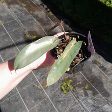 Load image into Gallery viewer, #119 Philodendron Atabapoense