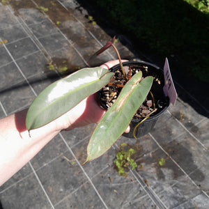 #119 Philodendron Atabapoense
