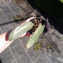 Load image into Gallery viewer, #119 Philodendron Atabapoense