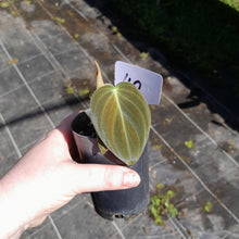 Load image into Gallery viewer, #40 Philodendron Melanochrysum