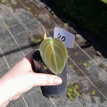 Load image into Gallery viewer, #40 Philodendron Melanochrysum