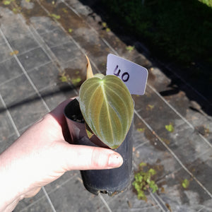 #40 Philodendron Melanochrysum