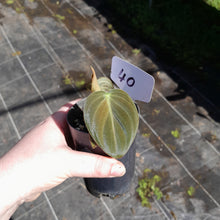 Load image into Gallery viewer, #40 Philodendron Melanochrysum