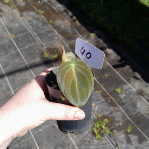 #40 Philodendron Melanochrysum