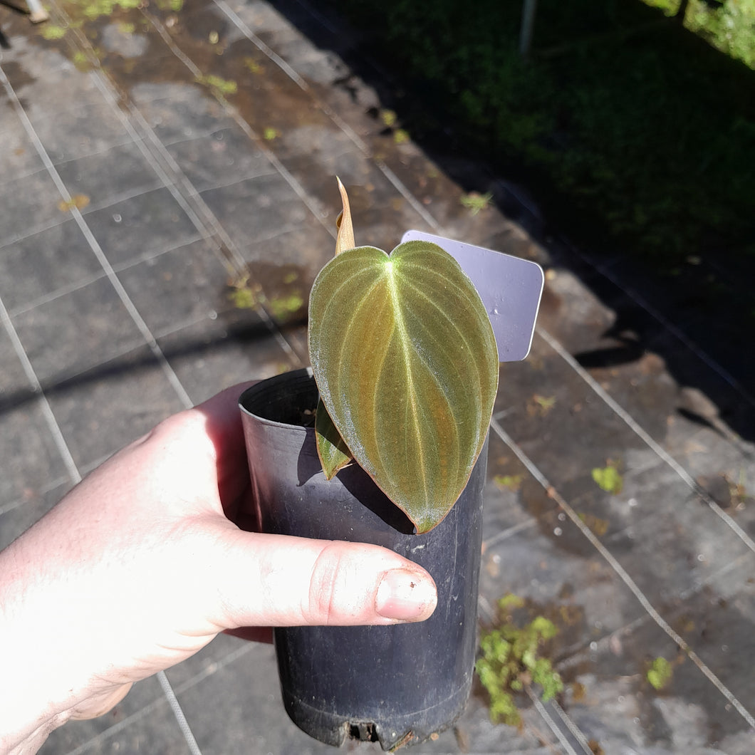 #40 Philodendron Melanochrysum