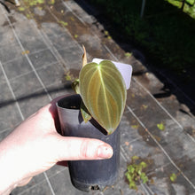 Load image into Gallery viewer, #40 Philodendron Melanochrysum