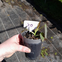 Load image into Gallery viewer, #40 Philodendron Melanochrysum