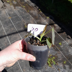 #40 Philodendron Melanochrysum