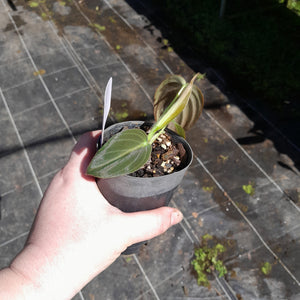 #40 Philodendron Melanochrysum