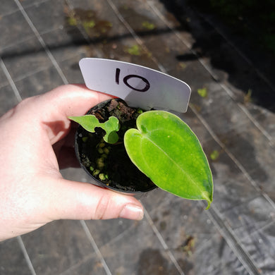 #10 Anthurium Unknown