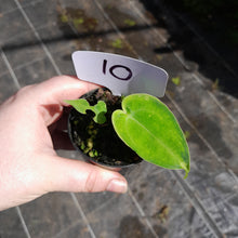 Load image into Gallery viewer, #10 Anthurium Unknown