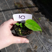 Load image into Gallery viewer, #10 Anthurium Unknown