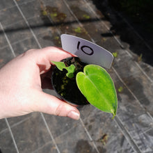Load image into Gallery viewer, #10 Anthurium Unknown