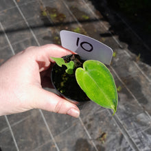 Load image into Gallery viewer, #10 Anthurium Unknown