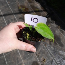 Load image into Gallery viewer, #10 Anthurium Unknown
