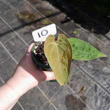 Load image into Gallery viewer, #10 Anthurium (Pap x Lux x Crys) x