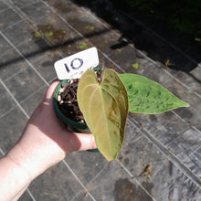 Load image into Gallery viewer, #10 Anthurium (Pap x Lux x Crys) x