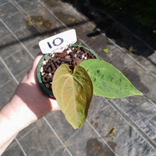 Load image into Gallery viewer, #10 Anthurium (Pap x Lux x Crys) x