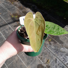 Load image into Gallery viewer, #10 Anthurium (Pap x Lux x Crys) x