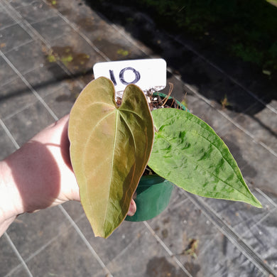 #10 Anthurium (Pap x Lux x Crys) x