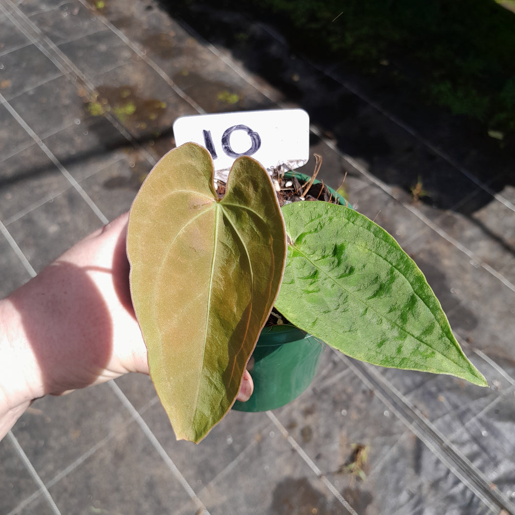 #10 Anthurium (Pap x Lux x Crys) x