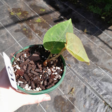 Load image into Gallery viewer, #10 Anthurium (Pap x Lux x Crys) x