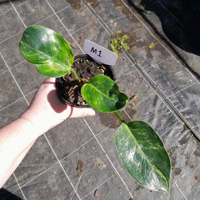 #M1 Variegated Philodendron Green Congo